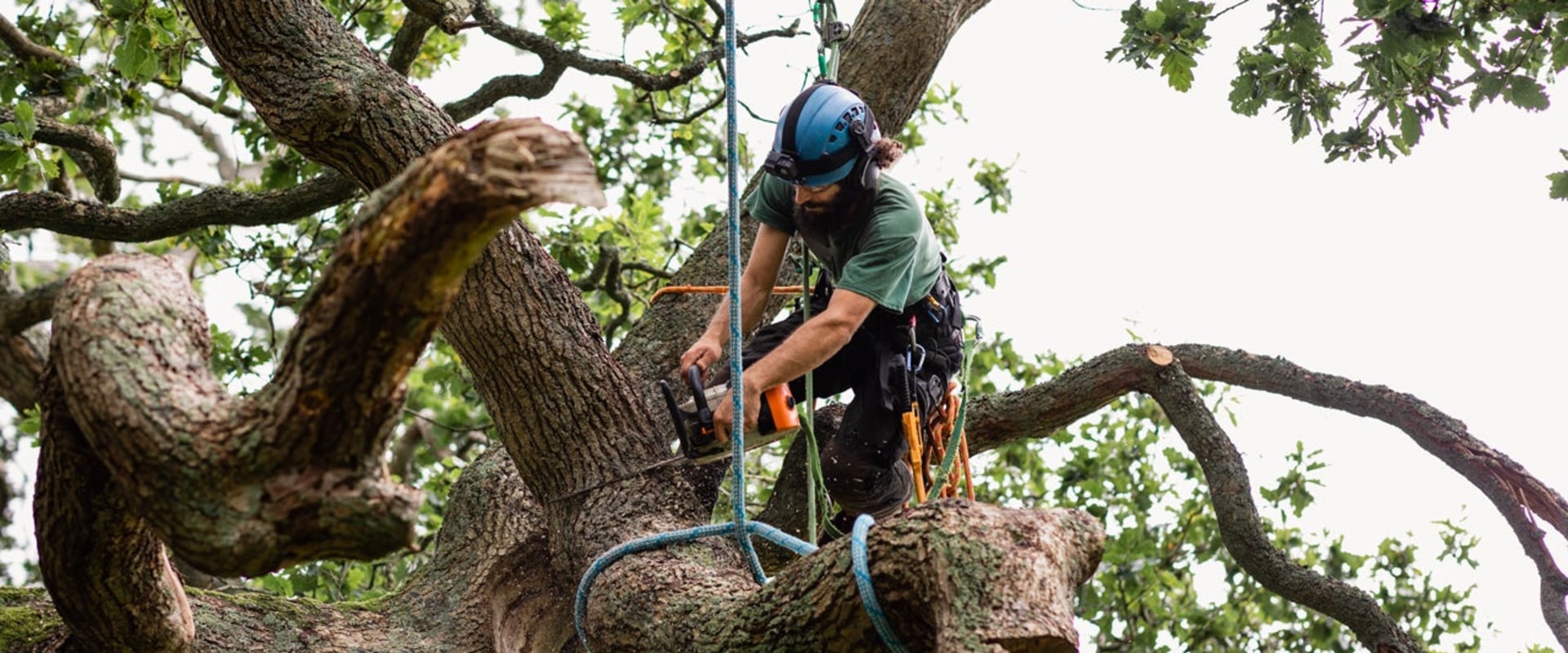 Will homeowners insurance cover cutting down a tree?